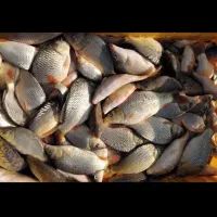 بچه ماهی  پرورشی کپورطلایی و آمور . اسپلش|ماهی|ارومیه, |دیوار