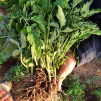 شتیل گوجه فرنگی درجه ۱