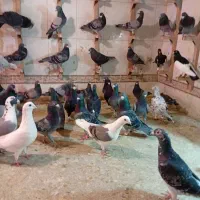 دسته زیر سیمی|پرنده|شیراز, مهدی‌آباد|دیوار