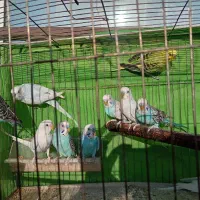 ده عدد مرغ عشق بالغ