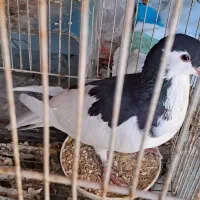 یال الماسی نر|پرنده|شیراز, پودنک|دیوار