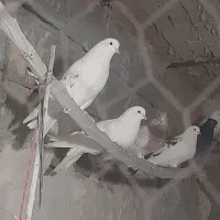 خریدار کفتر.۵۰.۶۰.۷۰.۸۰