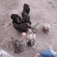 جوجه برهما ۲ ماهه