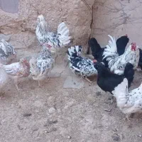 تخم مرغ گلین