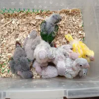 گرینچیک آناناسی.یلوساید.مونچیک.ردچیک.سانچیک