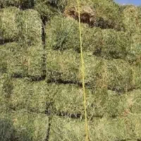 یونجه چین دوم تازه یونجه قاطی علف