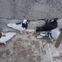 کفتر|حیوانات|تاکستان, |دیوار