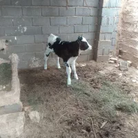 گوساله سوپر جنس