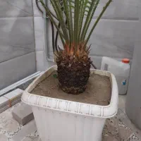 سیگاس|گل و گیاه طبیعی|رشت, معلولین|دیوار
