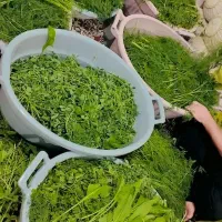 سبزی خورشت|عمدهفروشی|یاسوج, |دیوار