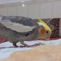 عروس هلندی