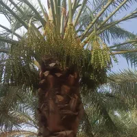 هرس وشانه یا مرتب کردن بار نخل