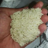 برنج طارم هاشمی (کشت اول)سورت شده درجه یک