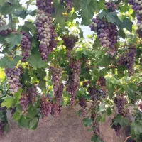 باغ منزل فروشی|فروش خانه و ویلا|اسلامیه, |دیوار