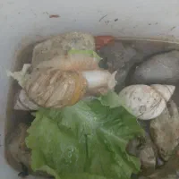 حلزون آلبینو