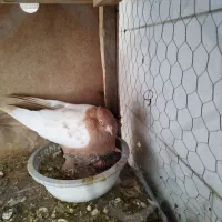 کفتر کل زرد گمشده