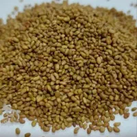 بذر یونجه ریشه تلخ همدانی