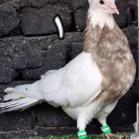 کبوتر رنگی طوقی