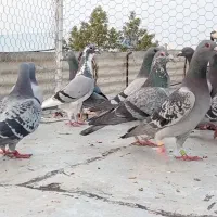دسته کبوتر بوم