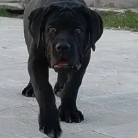 توله کنکورسو