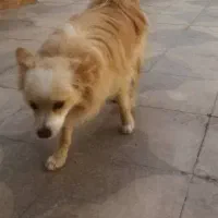 سگ پامر روباهی