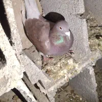 پلاکی|پرنده|شاهین‌شهر, شهرک ردانی پور|دیوار