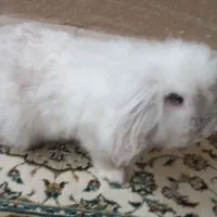 یه خرگوش لوپ هلندی واکسن زده|موش و خرگوش|پرند, فاز ۵|دیوار