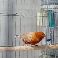 فنچ فول اورنج