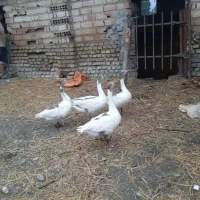 غاز