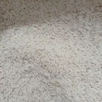 برنج اصل شمال فرد علای هشمی استاد گیلان
