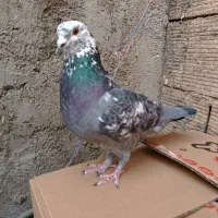 کبوتر مسافتی نر کله ماستی