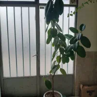 گل فیگوس دو و نیم متری