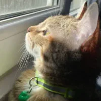 واگذاری گربه DSH