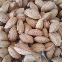 خریدار بادام مامایی و ربیع و بادام سنگی|عمدهفروشی|تهران, سیزده آبان|دیوار