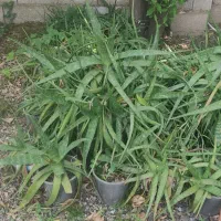 گل آلوورا سالم و زیبا رامسر سادات شهر