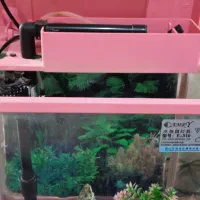 آکواریوم رومیزی کمری اصل|ماهی|تهران, قاسمآباد|دیوار