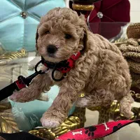 توی پودل دو ماهه|سگ|اسالم, |دیوار