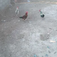 خروس|حیوانات مزرعه|مسجد سلیمان, |دیوار