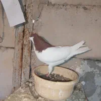 کبوتر|پرنده|ابهر, |دیوار