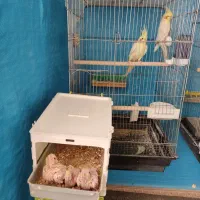 عروس هلندی باجوجه وقفس،خنداب|پرنده|ملایر, |دیوار