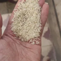 انواع برنج ایرانی و محلی|خوردنی و آشامیدنی|شیراز, دارالرحمه|دیوار