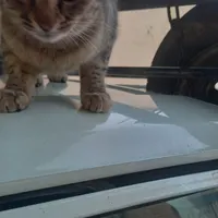 گربه