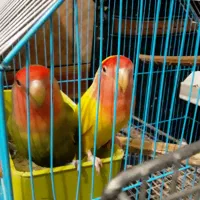 طوتی مرغ عشق فنچ