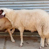 قوچ سنجابی اصیل
