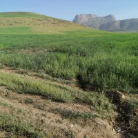 یونجه