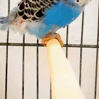 **مرغ عشق بچه**