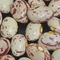 لوبیا چیتی محصول تازه