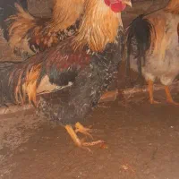 خروس محلی|حیوانات مزرعه|مشگین شهر, |دیوار