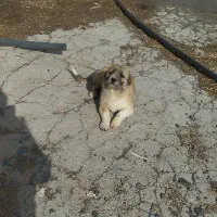 پاکوتاه شیتزو