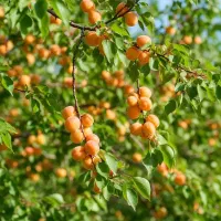 جشنواره بزرگ صــنوبرکاری  سرمایه‌ای برای آینده|خدمات باغبانی و درختکاری|خرم‌آباد, |دیوار